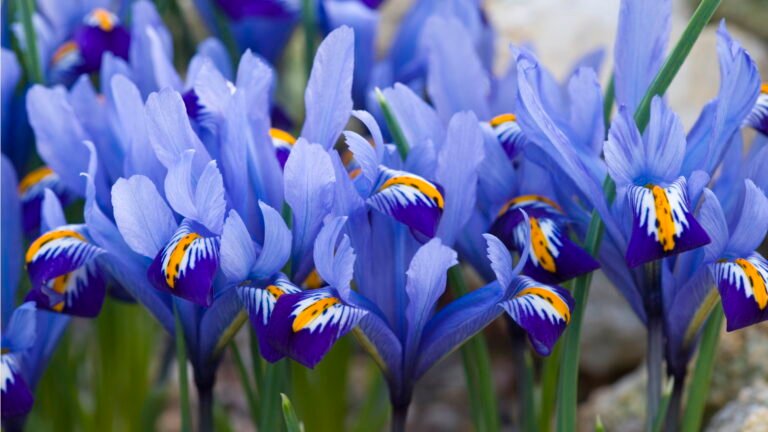 Iris Flower