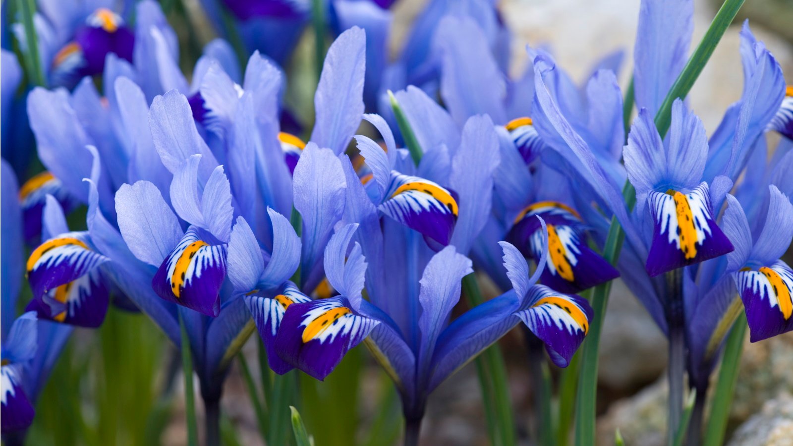 Iris Flower: Symbolism, Meaning, and Stunning Varieties Explained