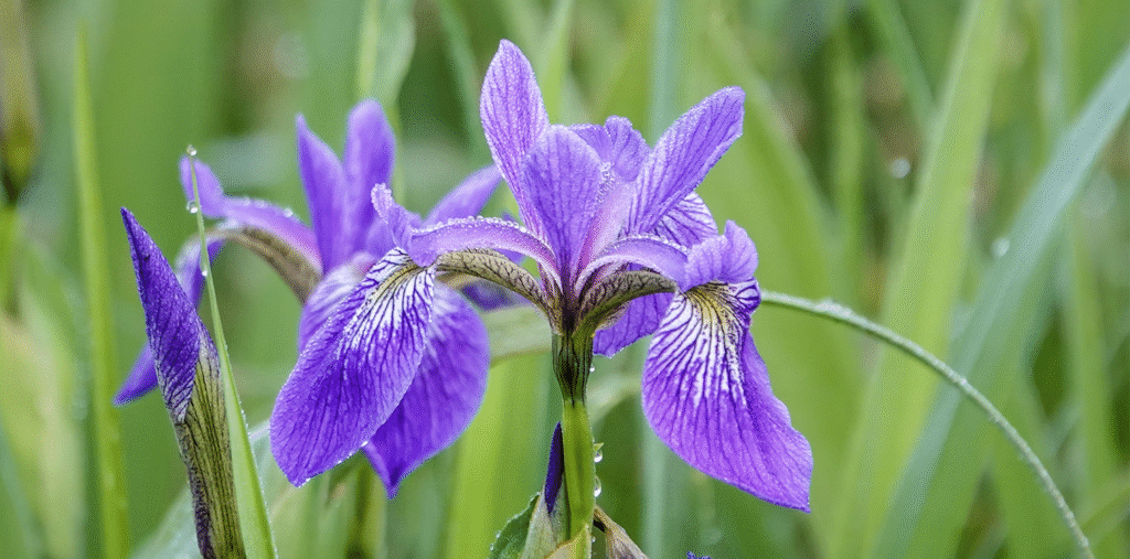 Purple bearded iris flower: