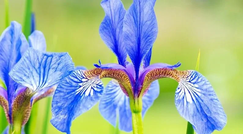 Beardless Iris Varieties