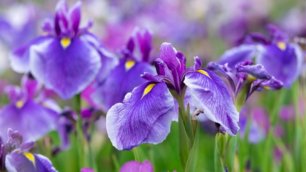 Iris Flower